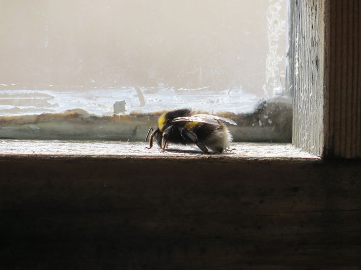 Čmelák nebo včela do skleníku?