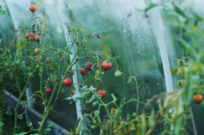 Co všechno se dá pěstovat ve skleníku?