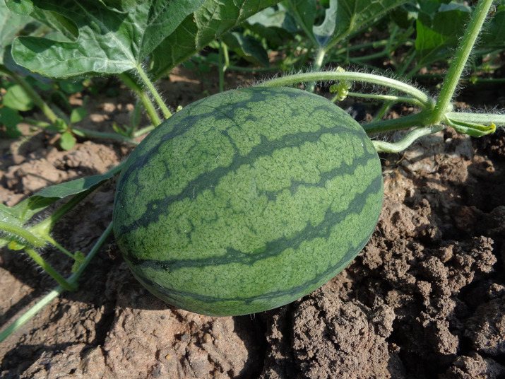 Jak pěstovat meloun ve skleníku