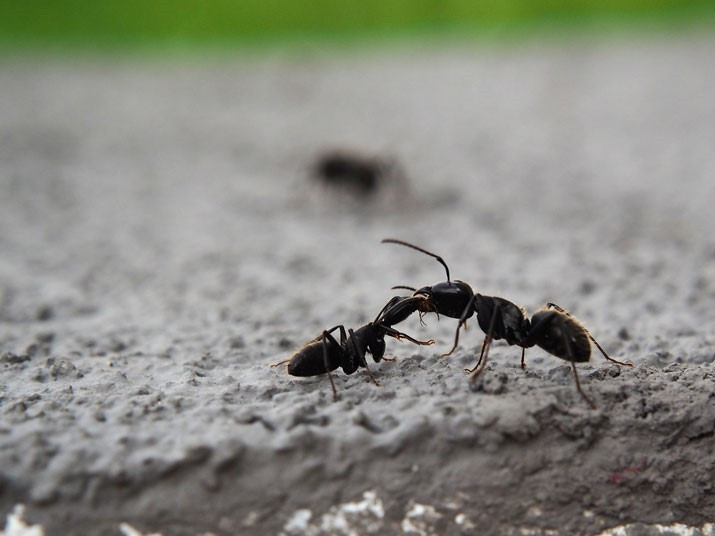 Mravenci ve skleníku