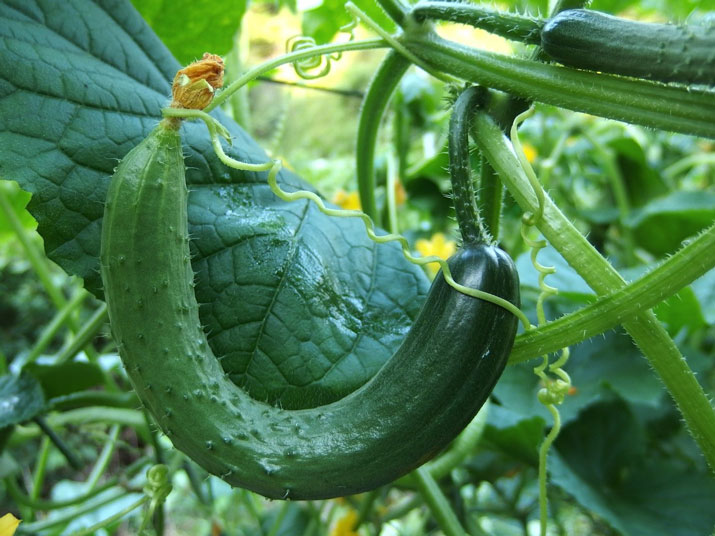 Jak pěstovat okurky ve skleníku?