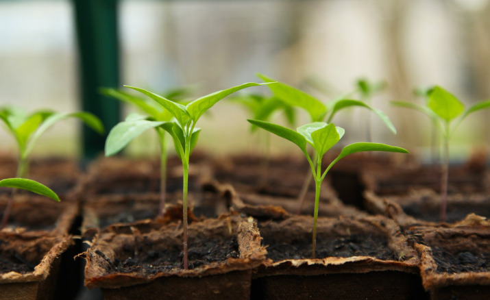 Předpěstování sadby ze semen ve skleníku