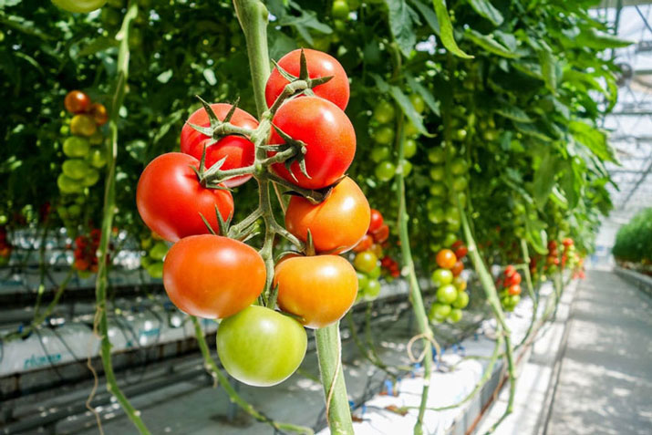 Pěstování rajčat kdykoliv ve skleníku