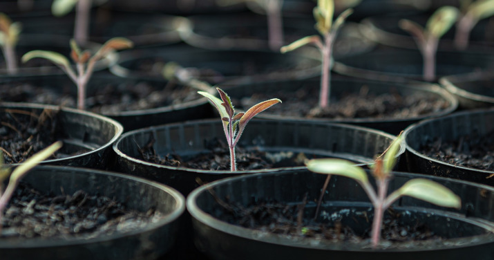 Sazeničky si můžete vypěstovat sami ve skleníku