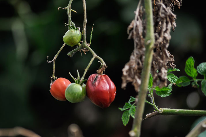 Choroby rajčat ve skleníku